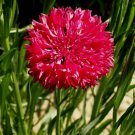 Cornflower Tall Red Vegetable Heirloom 100 Seeds for Garden Planting