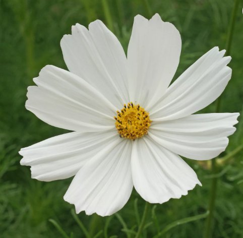 Cosmos Purity Vegetable Heirloom 100 Seeds for Garden Planting