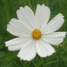 Cosmos Purity Vegetable Heirloom 100 Seeds for Garden Planting