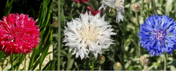 Cornflower America Mix Vegetable Heirloom 100 Seeds for Garden Planting