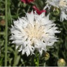 Cornflower America Mix Vegetable Heirloom 100 Seeds for Garden Planting