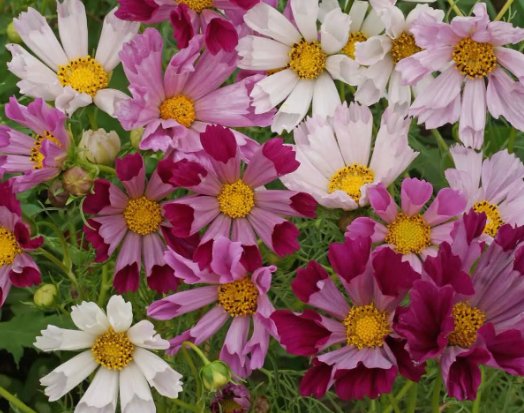 Cosmos Sea Shells Mix Vegetable Heirloom 100 Seeds for Garden Planting