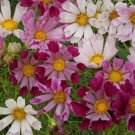 Cosmos Sea Shells Mix Vegetable Heirloom 100 Seeds for Garden Planting
