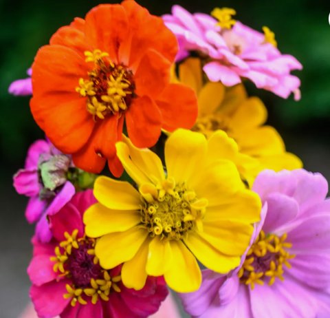 Zinna Pumila Cut and Come Again Vegetable Heirloom 100 Seeds for Garden Planting