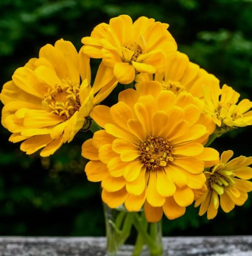 Zinnia Canary Bird Vegetable Heirloom 100 Seeds for Garden Planting
