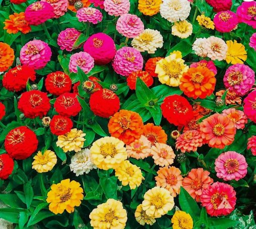 Zinnia Thumbelina Mix Vegetable Heirloom 100 Seeds for Garden Planting