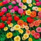 Zinnia Thumbelina Mix Vegetable Heirloom 100 Seeds for Garden Planting
