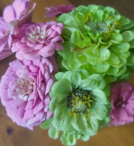 Zinnia Tranquility Mix Vegetable Heirloom 100 Seeds for Garden Planting