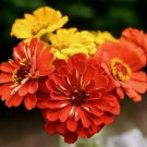 Zinnia South Of The Border Mix Vegetable Heirloom 100 Seeds for Garden Planting