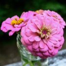 Zinnia Luminosa Vegetable Heirloom 100 Seeds for Garden Planting