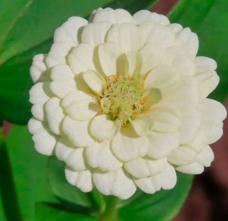 Zinnia Polar Bear Vegetable Heirloom 100 Seeds for Garden Planting