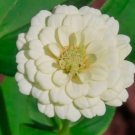 Zinnia Polar Bear Vegetable Heirloom 100 Seeds for Garden Planting
