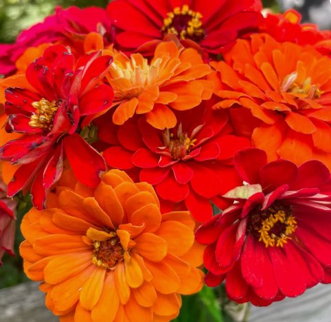 Zinnia Shot Mix Vegetable Heirloom 100 Seeds for Garden Planting