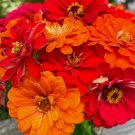 Zinnia Shot Mix Vegetable Heirloom 100 Seeds for Garden Planting