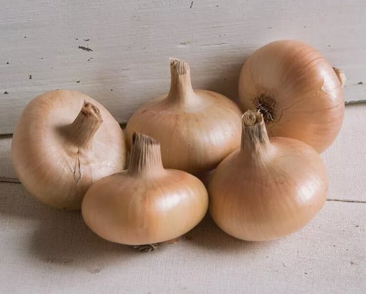 Gold Coin Onion Specialty Onion Non Gmo Vegetable Heirloom 500 Seeds for Garden Planting