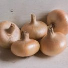 Gold Coin Onion Specialty Onion Non Gmo Vegetable Heirloom 500 Seeds for Garden Planting