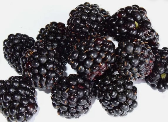 Organic Blackberry Blackberries Non Gmo Vegetable Heirloom 50 Seeds for Garden Planting