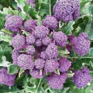 Broccoli Purple Sprouting Non Gmo Vegetable Heirloom 1500 Seeds for Garden Planting