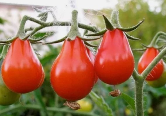 Red Pear Tomato Non Gmo Vegetable Heirloom 100 Seeds for Garden Planting