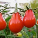 Red Pear Tomato Non Gmo Vegetable Heirloom 100 Seeds for Garden Planting
