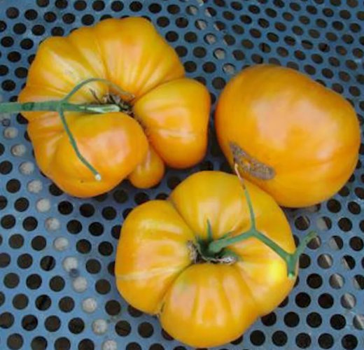 Kentucky Beefsteak Tomato Non Gmo Vegetable Heirloom 100 Seeds for Garden Planting