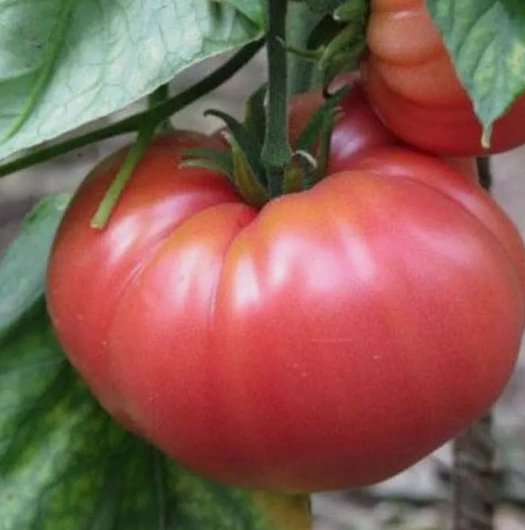 German Johnson Tomato Non Gmo Vegetable Heirloom 100 Seeds for Garden Planting
