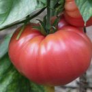 German Johnson Tomato Non Gmo Vegetable Heirloom 100 Seeds for Garden Planting