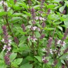 Anise Persian Basil Ocimum Basilicum Herb Black Vegetable Heirloom 600 Seeds for Garden Planting