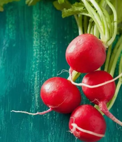 Champion Radish Non Gmo Vegetable Heirloom 300 Seeds for Garden Planting