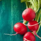 Champion Radish Non Gmo Vegetable Heirloom 300 Seeds for Garden Planting