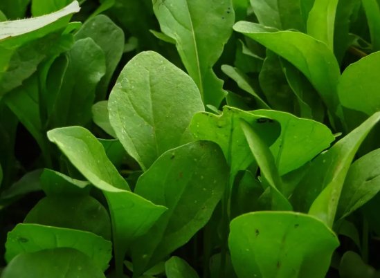 Arugula Eruca Sativa Rocket Salad Vegetable Heirloom 2000 Seeds for Garden Planting