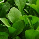Arugula Eruca Sativa Rocket Salad Vegetable Heirloom 2000 Seeds for Garden Planting