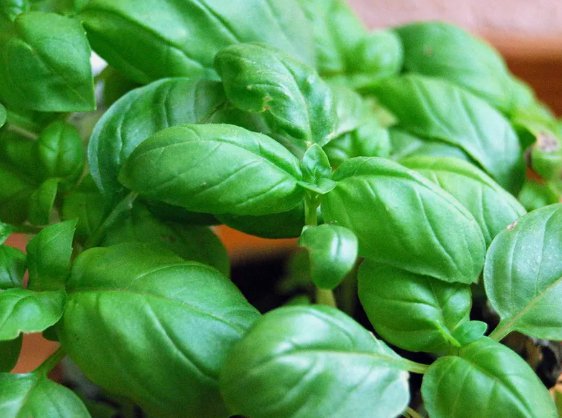 Genovese Basil Ocimum Basilicum Vegetable Heirloom 2000 Seeds for Garden Planting