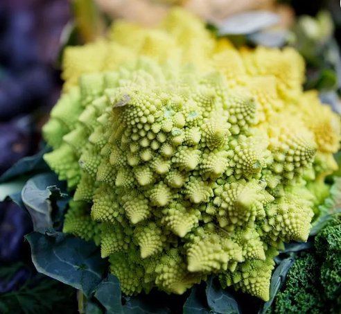 Romanesco Broccoli Non Gmo Vegetable Heirloom 500 Seeds for Garden Planting