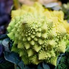 Romanesco Broccoli Non Gmo Vegetable Heirloom 500 Seeds for Garden Planting