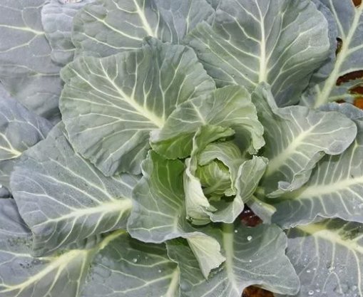 Morris Collard Non Gmo Vegetable Heirloom 2000 Seeds for Garden Planting