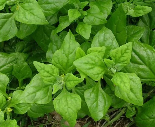 New Zealand Spinach  Non Gmo Vegetable Heirloom 100 Seeds for Garden Planting