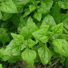 New Zealand Spinach  Non Gmo Vegetable Heirloom 100 Seeds for Garden Planting