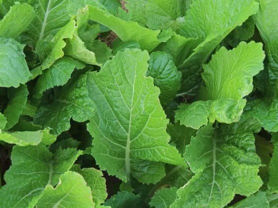 Florida Broadleaf Mustard Non Gmo Vegetable Heirloom 2000 Seeds for Garden Planting
