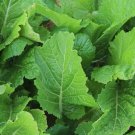Florida Broadleaf Mustard Non Gmo Vegetable Heirloom 2000 Seeds for Garden Planting