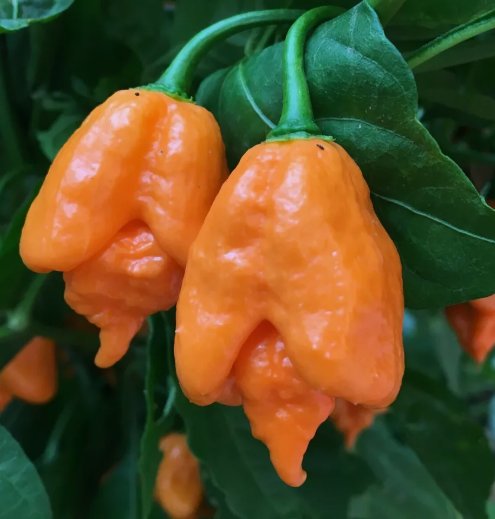 Orange Carolina Reaper Chili Pepper Non Gmo Vegetable Heirloom 100 Seeds for Garden Planting
