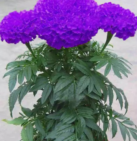 Purple Blue Marigold Edible Flower  Non Gmo Vegetable Heirloom 100 Seeds for Garden Planting