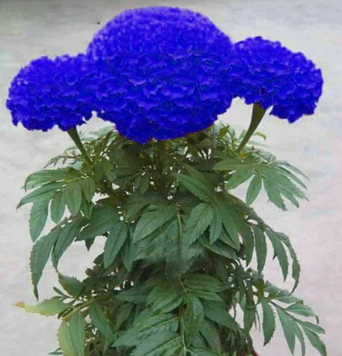 Blue Marigold Edible Flower  Non Gmo Vegetable Heirloom 100 Seeds for Garden Planting