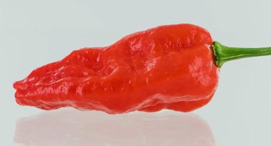 Komodo Dragon Pepper Flower  Non Gmo Vegetable Heirloom 100 Seeds for Garden Planting