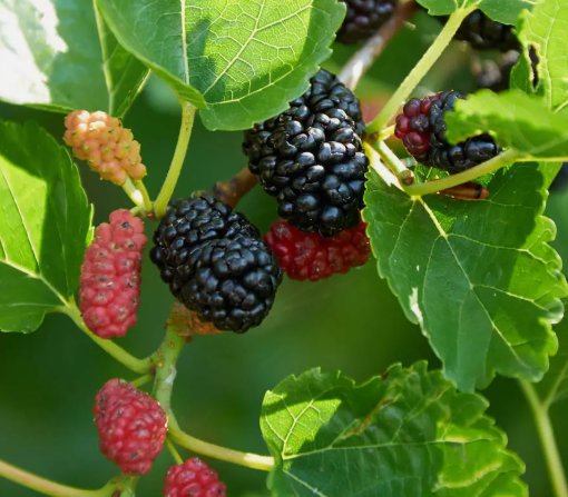 Mulberry Tree Wild Non Gmo Vegetable Heirloom 25 Seeds for Garden Planting