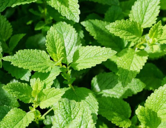 Spearmint Mint Organic Non Gmo Vegetable Heirloom 100 Seeds for Garden Planting