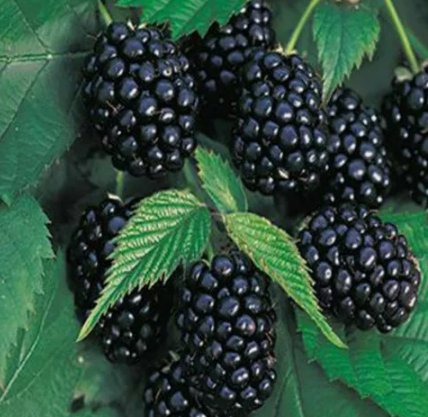 Giant Thornless Blackberry Fruit Non Gmo Vegetable Heirloom 100 Seeds for Garden Planting