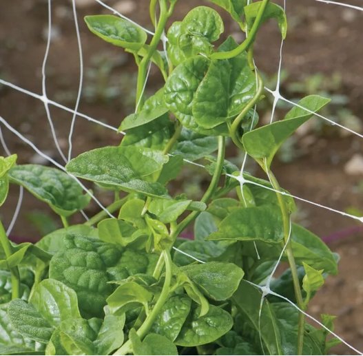 Green Malabar Spinach Specialty Non Gmo Vegetable Heirloom 50 Seeds for Garden Planting