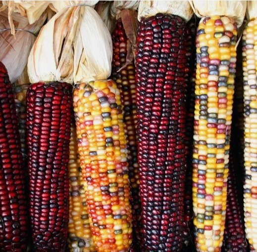 Treated Indian Ornamental Corn Non Gmo Vegetable Heirloom 30 Seeds for Garden Planting