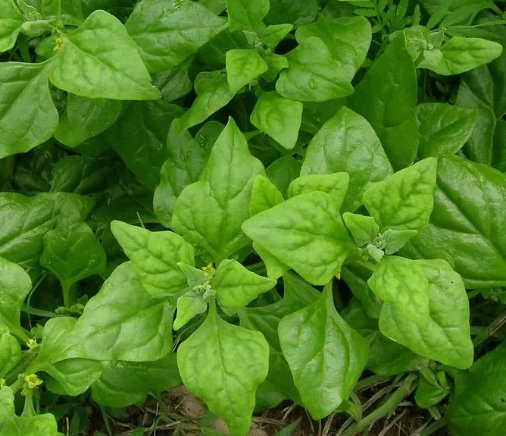 New Zealand Spinach Non Gmo Vegetable Heirloom 50 Seeds for Garden Planting